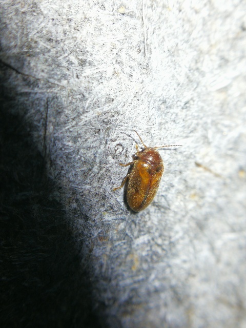 Scirtidae - rétbogárfélék