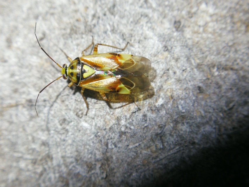 Polymerus Polymerus