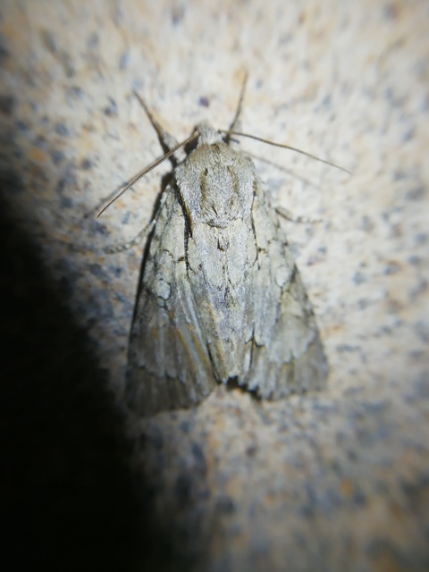 Acronicta cuspis/tridens/psi