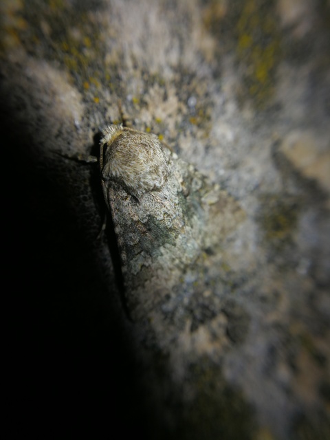 Hecatera dysodea - parajbagoly