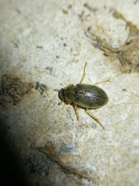 Berosus frontifoveatus - tüskés szemescsibor Berosus frontifoveatus - tüskés szemescsibor