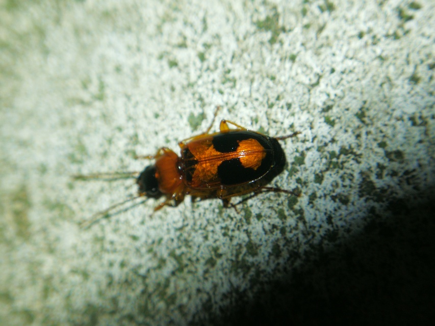 Badister meridionalis - közönséges posványfutonc