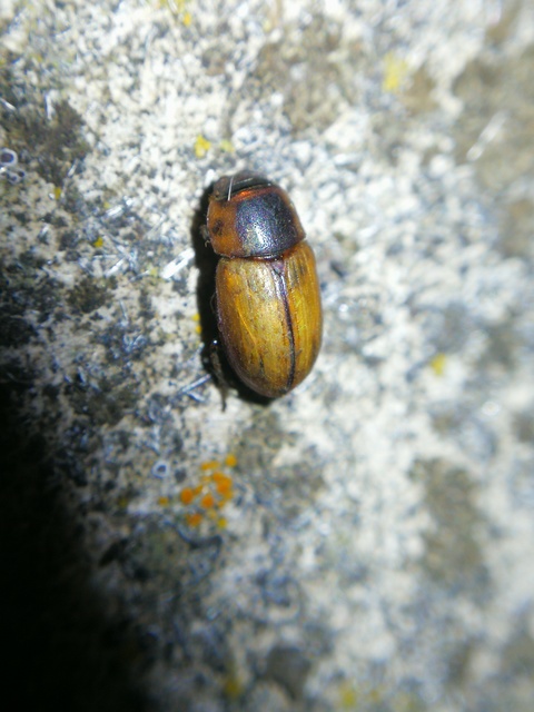 Acanthobodilus immundus