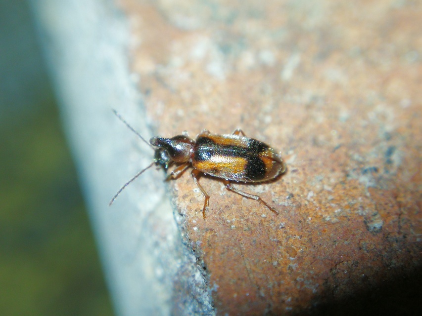 Notoxus monoceros - sárgahasú nyakszarvúbogár