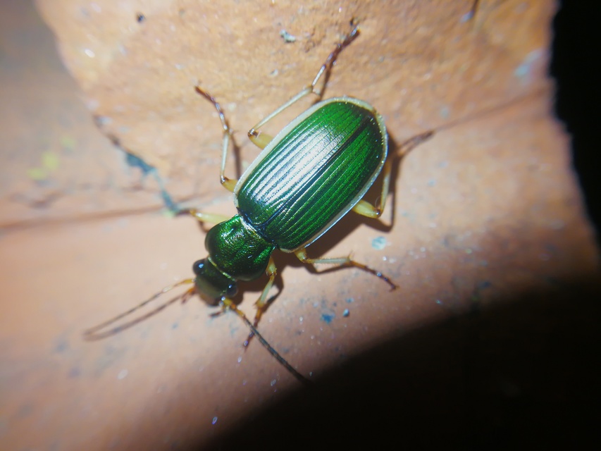 Chlaenius spoliatus - csupasz bűzfutó