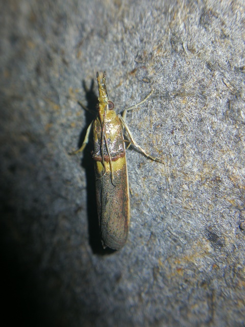 Etiella zinckenella - akácmoly