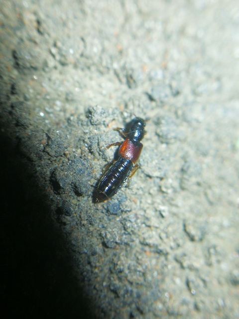 Bledius cribricollis - pirosszárnyú ásóholyva Bledius cribricollis - pirosszárnyú ásóholyva