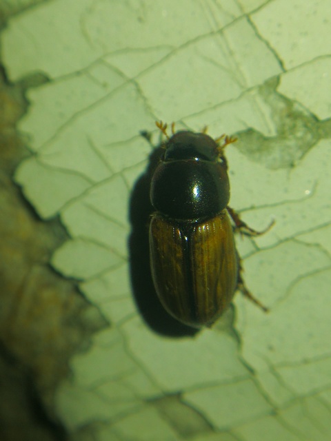 Bodilus ictericus