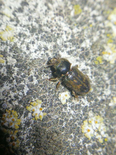 Heterocerus fenestratus - foltos iszapbogár