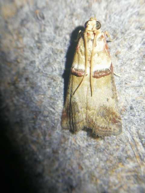 Acrobasis tumidana - bordás karcsúmoly