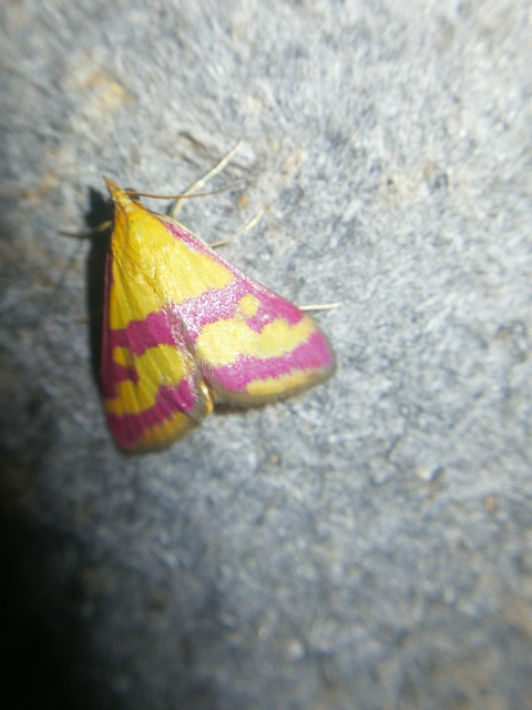 Pyrausta sanguinalis/virginalis