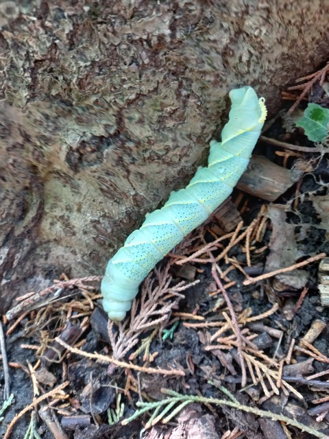 Acherontia atropos - halálfejes lepke