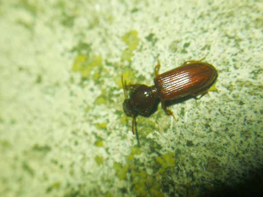 Clivina fossor - egyszínű vakondfutó