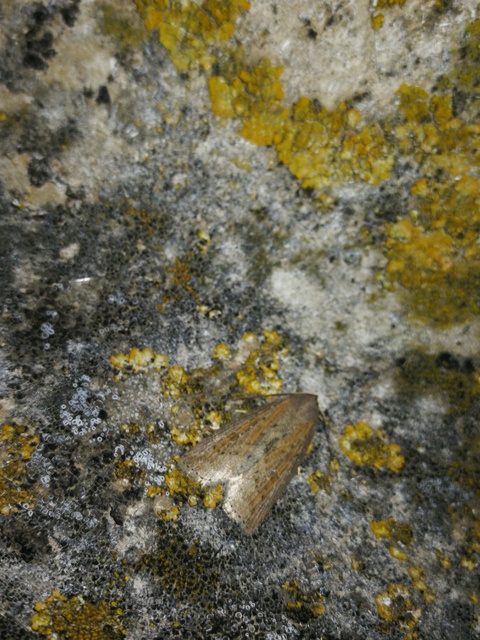 Chilodes maritima - négyfoltos nádibagoly