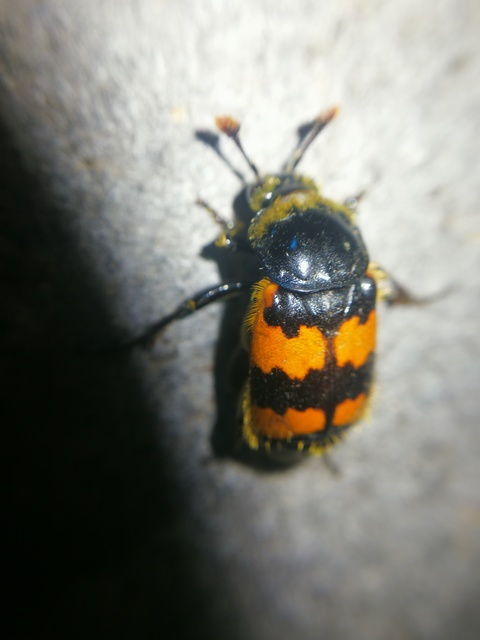 Nicrophorus vespillo - közönséges temetőbogár
