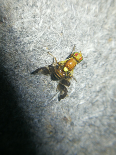 Rhagoletis completa