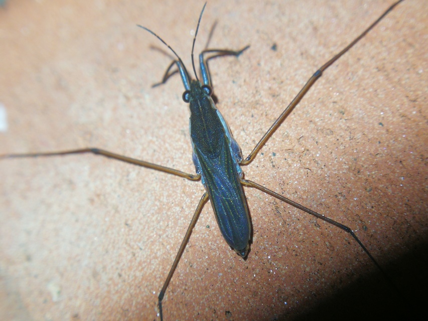 Gerridae - molnárpoloskák