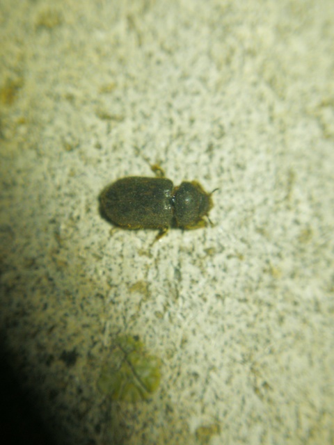 Heterocerus fenestratus - foltos iszapbogár