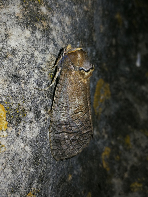 Cossus cossus - fűzfarontólepke