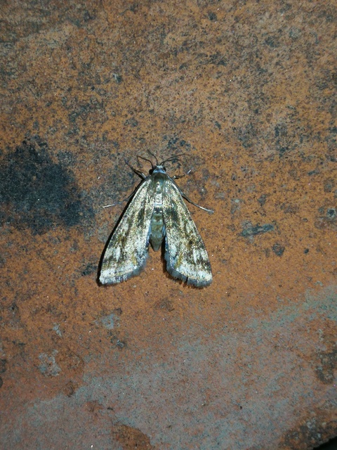 Cataclysta lemnata - békalencsemoly