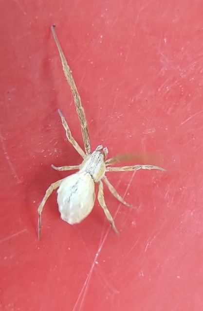 Uloborus walckenaerius - derespók