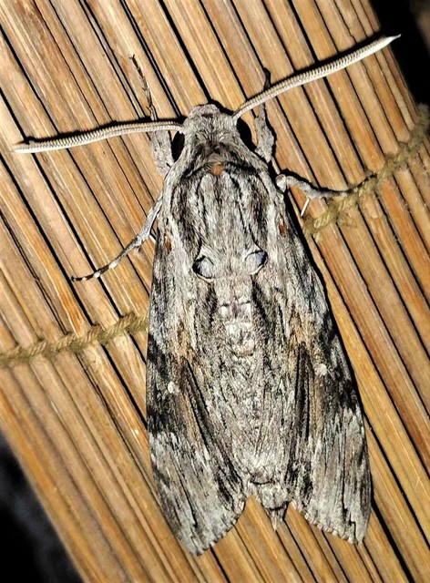 Agrius convolvuli - szulákszender