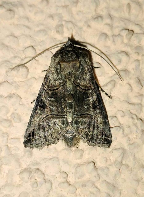 Abrostola tripartita - szürkeövű csalánbagoly