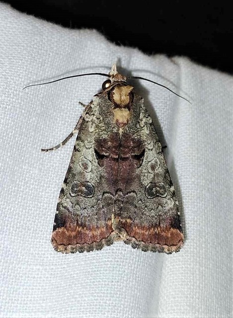 Epilecta linogrisea - karcsú sárgafűbagoly