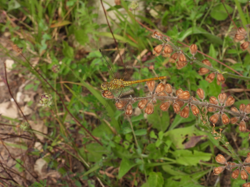 Sympetrum meridionale - fakó katona-szitakötő