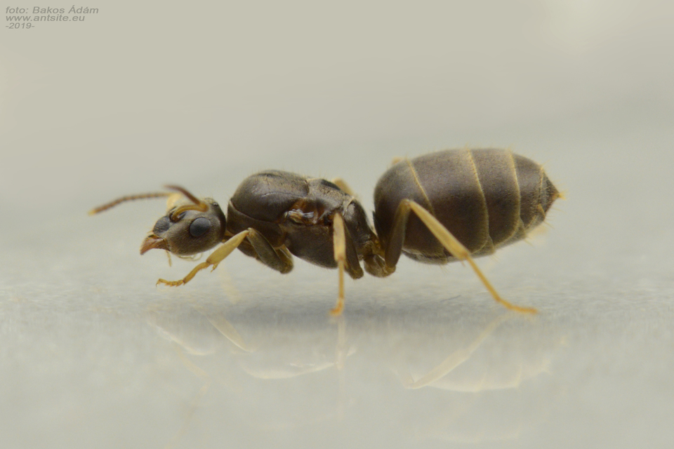 Lasius neglectus - keleti feketehangya