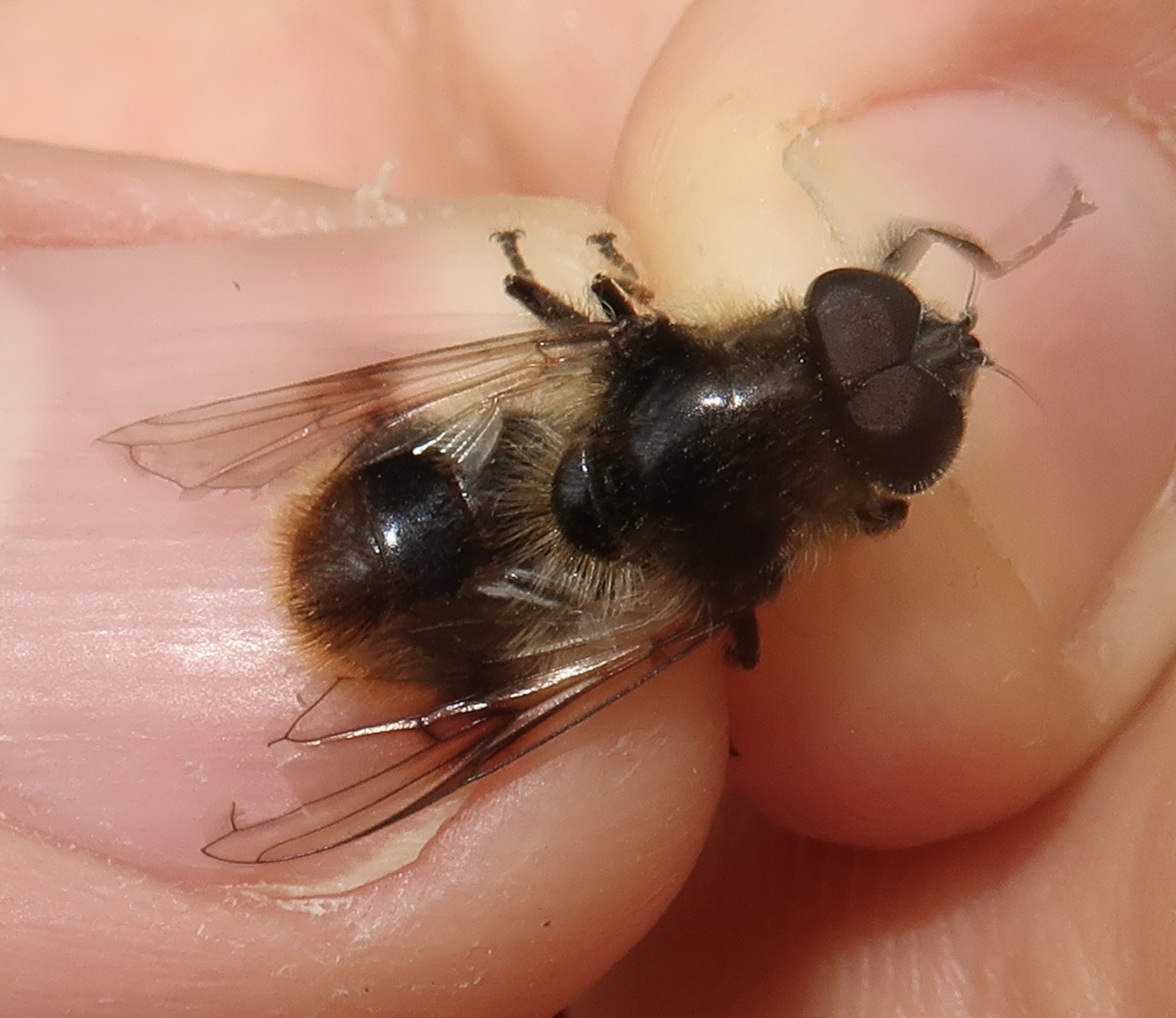 Cheilosia illustrata - tarkaszőrű bronzlégy