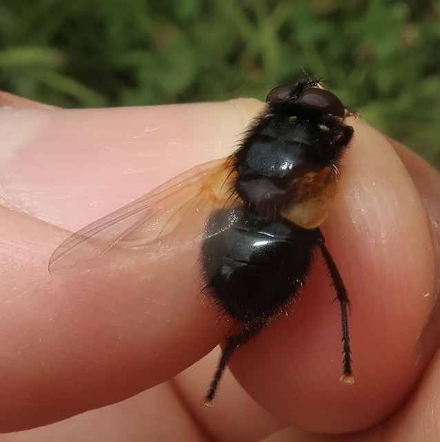 Mesembrina meridiana