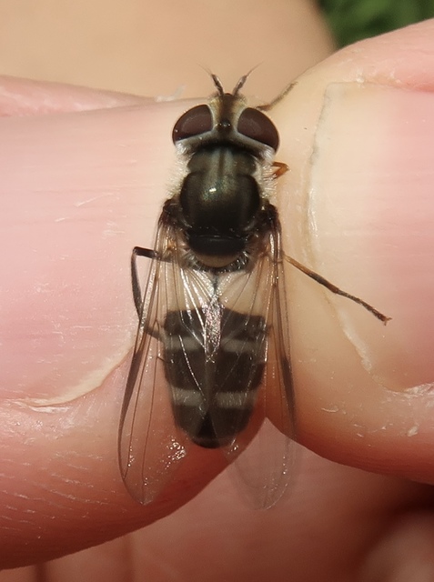 Ischyrosyrphus laternarius - fehér sávoslégy
