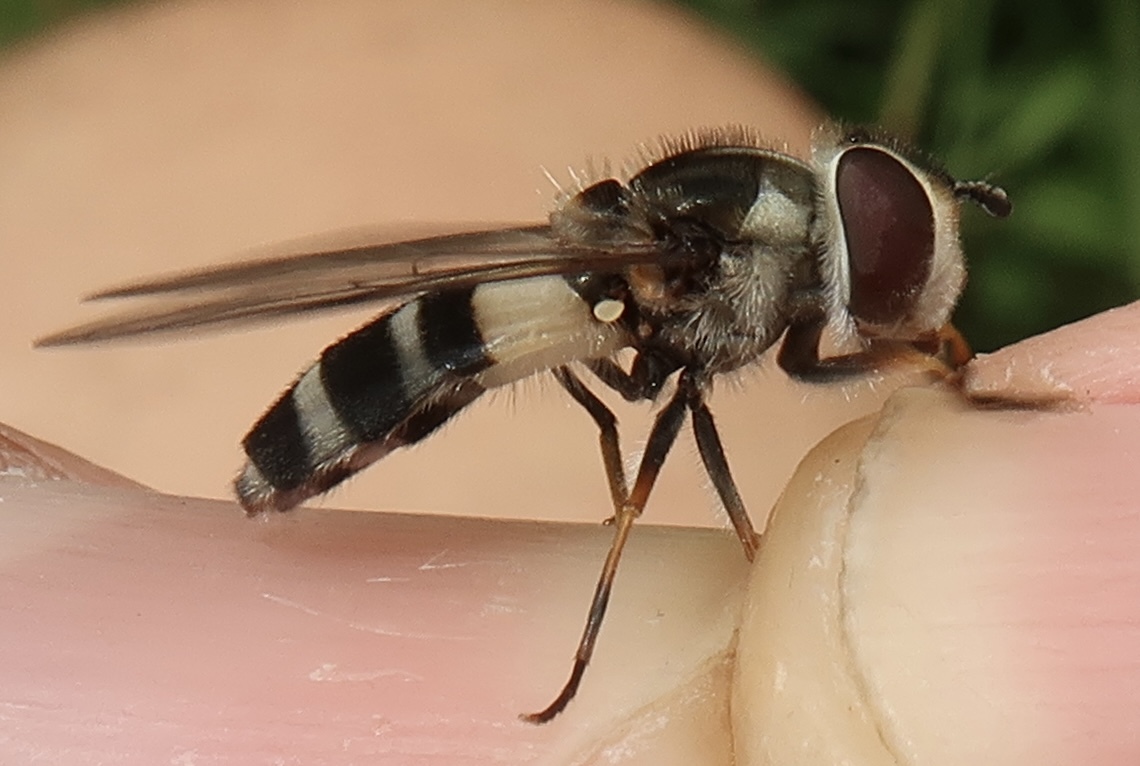 Ischyrosyrphus laternarius - fehér sávoslégy