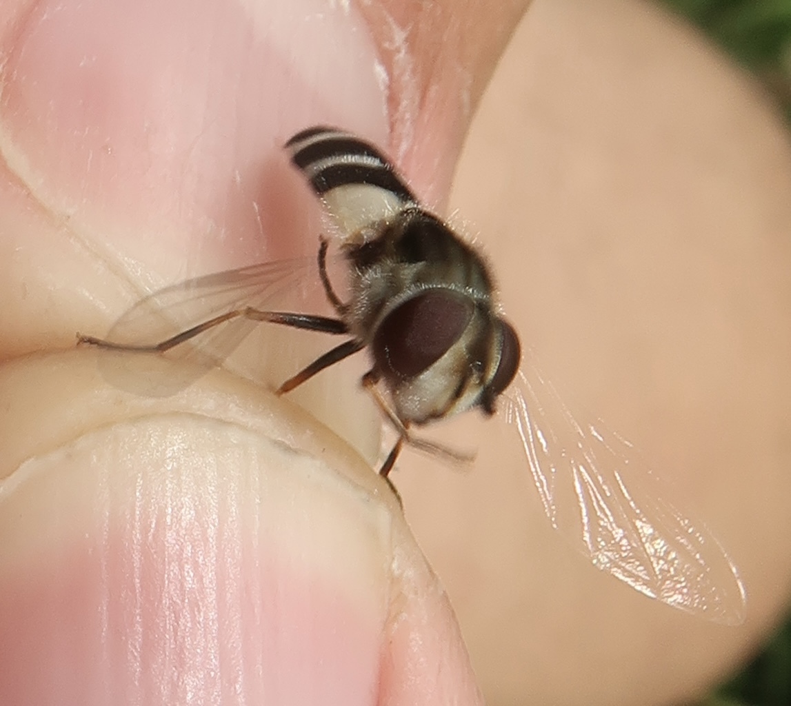 Ischyrosyrphus laternarius - fehér sávoslégy