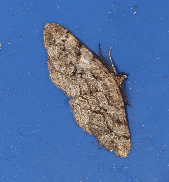 Peribatodes secundaria - fenyő-faaraszoló