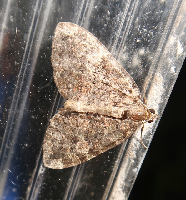 Hydriomena