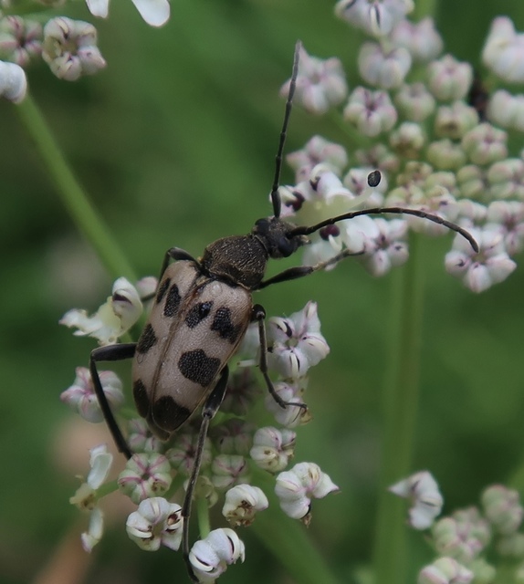 Pachytodes cerambyciformis - változékony virágcincér