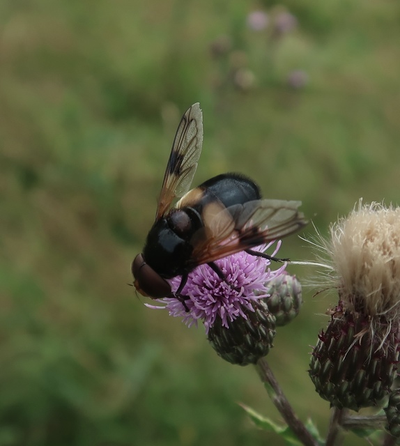 Volucella pellucens - üvegpotrohú pihelégy