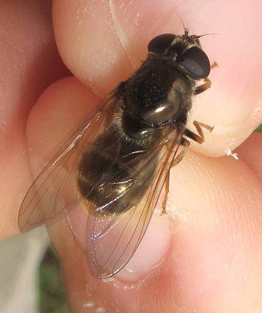 Cheilosia canicularis - martilapu-bronzlégy