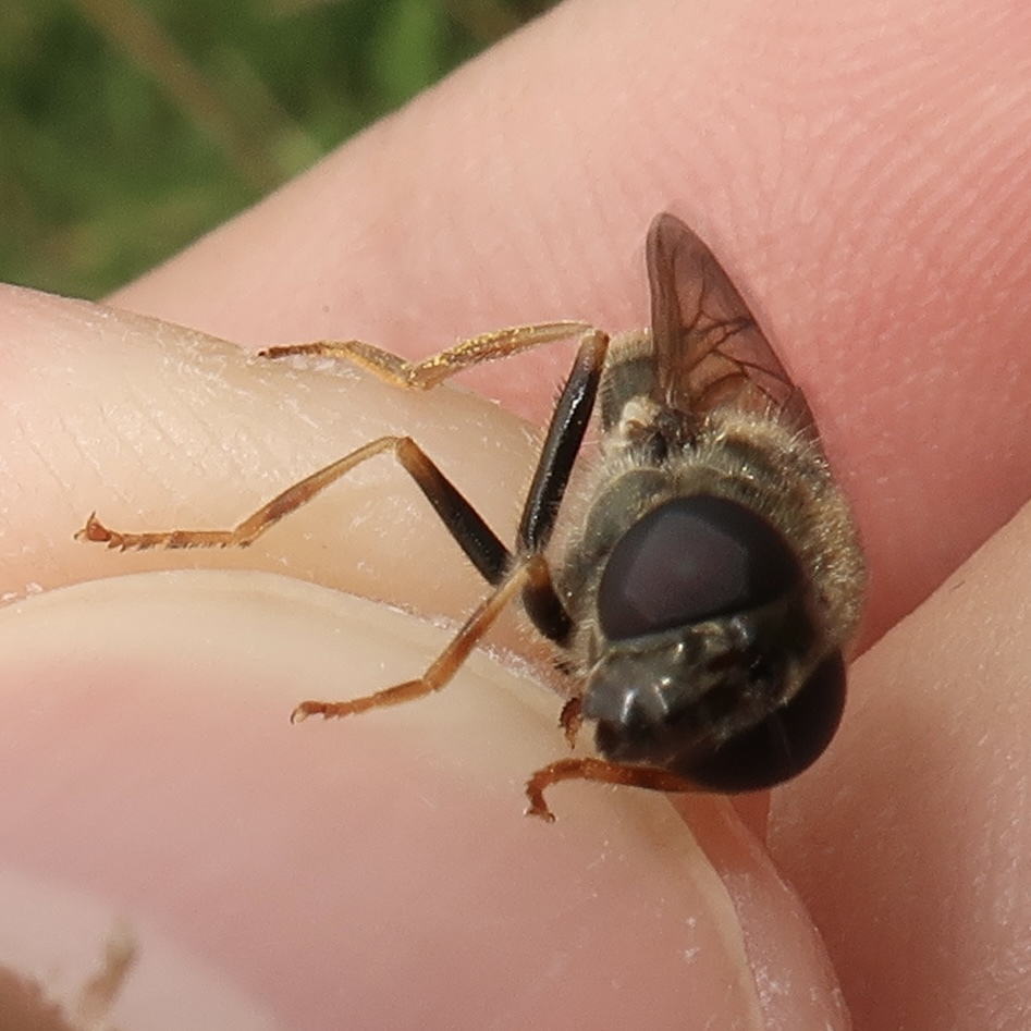Cheilosia canicularis - martilapu-bronzlégy