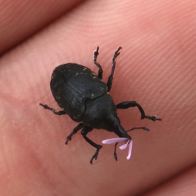 Larinus turbinatus - kúposorrú púderbarkó
