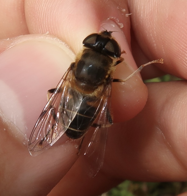 Eristalis pertinax - sárgalábfejű herelégy