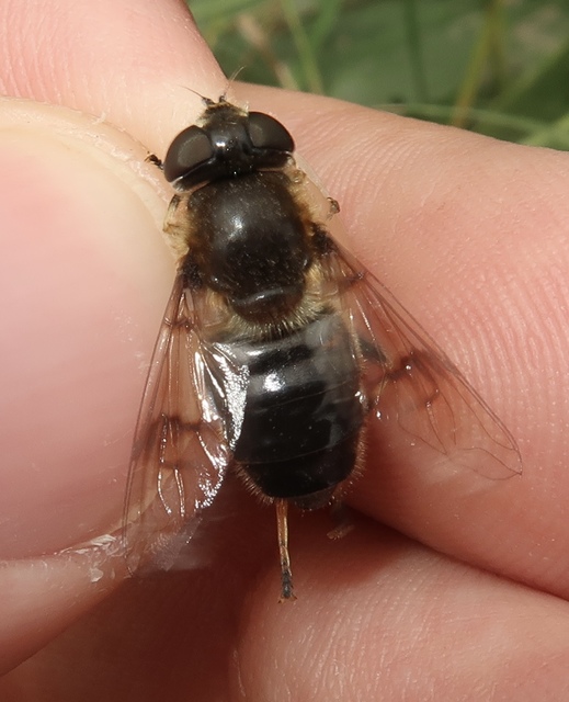 Eristalis
