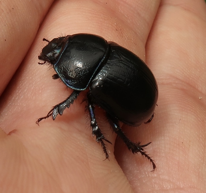 Anoplotrupes stercorosus - erdei álganéjtúró