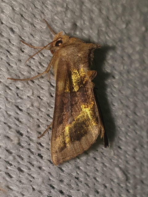 Diachrysia chrysitis - aranybagoly