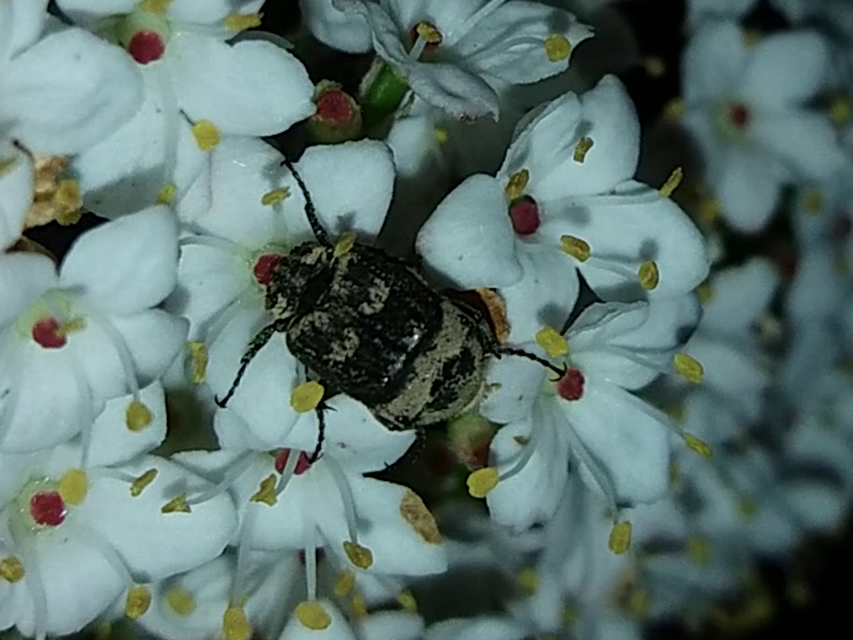 Valgus hemipterus - suta virágbogár