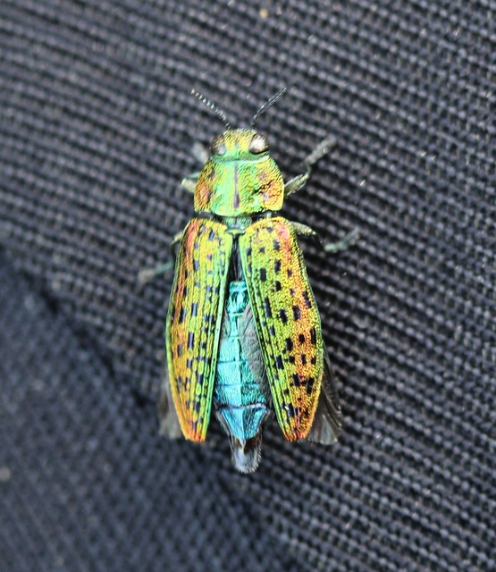 Lamprodila decipiens - nyírfa-tarkadíszbogár Lamprodila decipiens - nyírfa-tarkadíszbogár