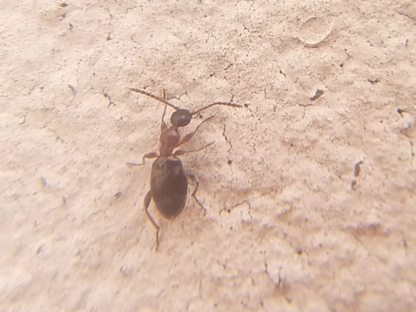Anthelephila pedestris - hangyaszerű fürgebogár