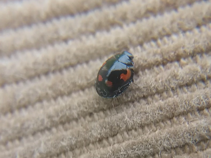 Exochomus quadripustulatus - négyfoltos szerecsenkata